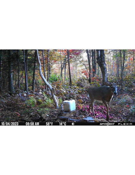 Spypoint Flex-M | Detetores de Movimento